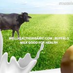 wellhealthorganic.com : buffalo milk good for health